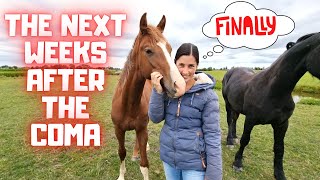 Finally!! Reunited with Rising Star!😍 The next weeks after the coma | Friesian Horses