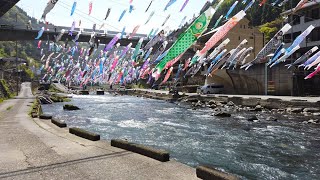 【杖立温泉　鯉のぼり祭り2024】ぐるっと一周回ってみた　熊本県阿蘇郡小国町