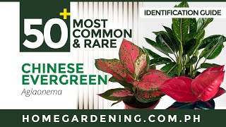 50+ COLLECTIBLE AGLAONEMA VARIETIES // Home Gardening #IdentificationGuide