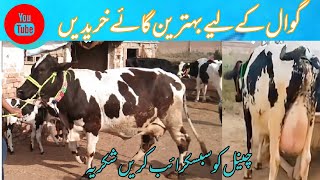 jersey cow for sale in  Rawalpindi 2023/ cow for sale/doudh wali gay sale in punjab/ گائے ریٹ 2023