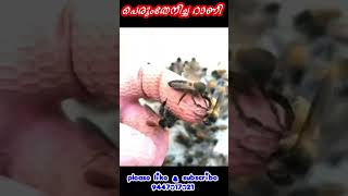 പെരുന്തേനീച്ചയുടെ റാണി || Beekeeping || തേനീച്ച വളർത്തൽ