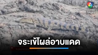 จับแล้ว ! ลูกจระเข้ยาวกว่า 1 เมตร โผล่อาบแดดริมคลอง | เช้านี้ที่หมอชิต