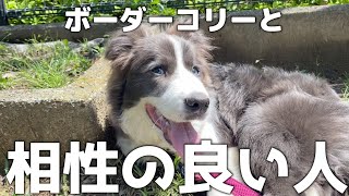 【犬が来て4ヶ月】こんな人はボーダーコリーを飼った方がいい！【おすすめ10選】