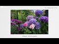 statice flowers harvest dry herb ice summer garden gardener s vlog