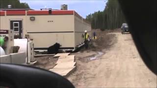 Oilfield Bear Prank