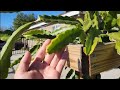 How to Deal With Small Dragon Fruit Growth