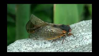 Cicada couple mating