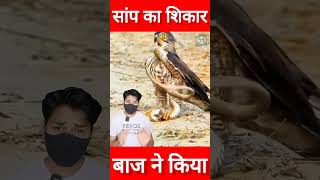 बाज ने किया सांप का शिकार लेकिन पल भर में पलट गई बाजी #shorts #eagle