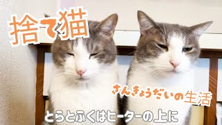 【3匹の保護猫と暮らす】ヒーターを取り合う猫たち♪ぼく今日はどかないよ!!