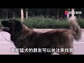 十大专属男人猛犬，能上刀山，能下火海的狗