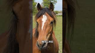 馬術パラリンピック　#パラ馬術#馬場馬術#パラリンピック#アダプティブ乗馬#人馬一体#障がい者スポーツ#ドレッサージュ#インクルーシブスポーツ#パラエクエストリアン#馬術競技