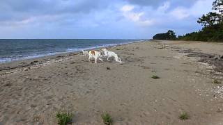 ボルゾイ カイ君ユリア海岸で3