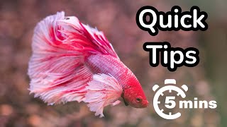 Betta Fish Care: ESSENTIAL Tips In 5 Minutes