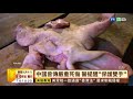 【台語新聞】沒戴手套處理生豬肉 肉販染菌險死 華視新聞 20191016