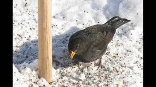 Koltrast (Turdus merula)