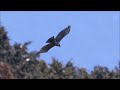 雪絡みのクマタカ狙いしましたよ！！　2022.2.11撮影　　 クマタカ 野鳥撮影 birds canoneosr5