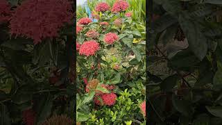 গাছ ভর্তি রঙ্গন #gardening #flowergarden #flowerplants #plants