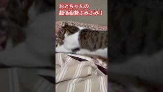 ちょっと変！おとちゃんの超低姿勢ふみふみ #ねこ