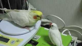 怒りの賢人 オカメインコ（1号）文鳥に怒る