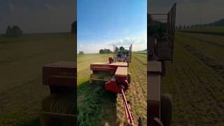 4th cutting alfalfa horse hay