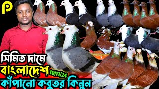 বাংলাদেশ কাঁপানো রাজ-গোল্লা কবুতর || ভাইরাল খামারি রবিউল ভাই || সবচেয়ে কম দামে কবুতর বিক্রি হবে