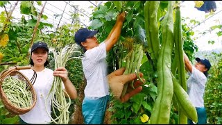 这两种菜不怕雨水，长势飞快，爬3米高了，农村露天新鲜蔬菜！