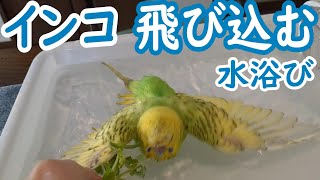 飛び込みインコの水浴び　セキセイインコの可愛い水泳【インコの飼い方】〈♯317〉