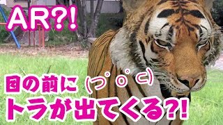 【魔法？！】カメラの前にいろんな動物を呼び出せる！☆Google検索のARが面白い！