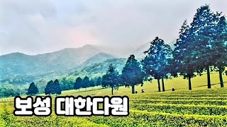 [전남여행] 보성 대한다원 제2농장  고흥의 실뱀장어 빨간그물 | 여수 팔영대교의 바다 뷰 | 이목마을 갯노을길 일몰 #남도여행 #대한다원 #녹차밭 #팔영대교 #숨은명소 #여수