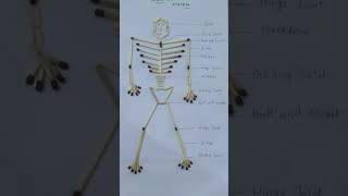 Skeleton system l project work l