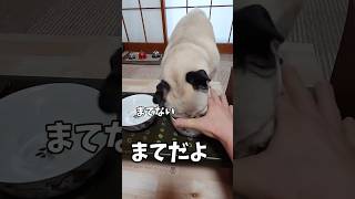 爆笑⁉️強引に食べる犬が面白すぎる😂　#パグ　#犬　#かわいい #おもしろい　#癒し