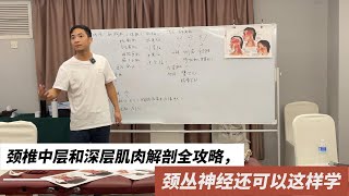 颈椎中层和深层肌肉解剖学习全攻略，颈丛神经还可以这样学