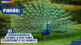 🦚Peacock: 10 Impressive Facts About the Most Exuberant Bird in the World