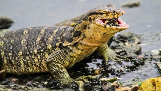 Asiatic Water Monitor: The Second Largest Lizard on Earth