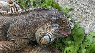 食事中のイグアナのミントン君、クレスト脱皮のお手伝い（ポスポスと取れて面白かった）Iguana during the meal (Mington-kun) Crest molt.