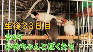 すっかり任せています。子育て。 生後33日目 hatching egg #49 ひめちゃんとぼくたち 文鳥