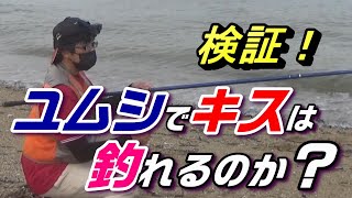 エサ取りの強い味方！ユムシでキスが釣れるか検証してみた！？