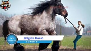 10 টি এমন ঘোড়া যা দেখলে বিশ্বাস করতে পারবেন না । 10 Horse Breeds You Will Not Believe Exist