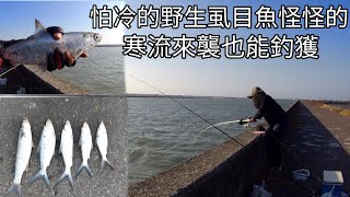 野生虱目魚寒流來襲也不怕，照樣可以釣獲，是適應台灣的氣候了嗎？（185集）@Pin338548 阿平趴趴走