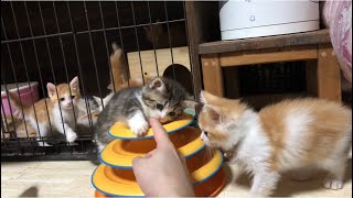 【子猫 マンチカン】お昼寝後の遊びたいタイムのベビーズの動きが可愛すぎた