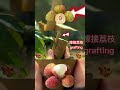 果樹嫁接新手必備：1分鐘精通5種嫁接方法a must have for novices in fruit grafting master 5 grafting methods in 1 minute