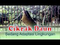 Cikrak Daun Sedang Adaptasi Lingkungan