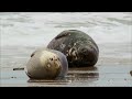 wild germany the north and baltic sea coastlines full documentary part 1