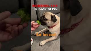 THE PLANET OF PUG ＃cute、＃puppy、＃dog、＃pug、＃eat、＃broccoli