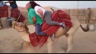 Camel Struggles with couple 😂😂 (Camel can’t get up)