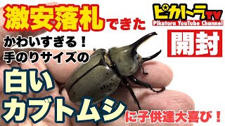 白いカブトムシをヤフオクで格安落札してみた！グラントシロカブトの飼育始めます！