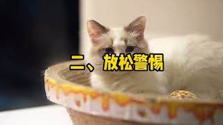 猫咪喜欢踹手手究竟是什么意思？是为了卖萌吗？- 貓日常,貓日記, #猫 , #萌宠