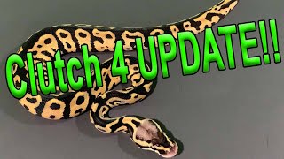 Ball Python Clutch 4 Update!!