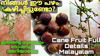 Cane Fruit (ചൂരൽ പഴം)Full details malayalam