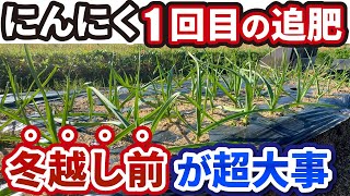 【ニンニク】１回目の追肥！収穫量を増やす方法【おすすめ肥料・タイミング】